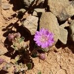 Allionia incarnata Flower