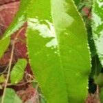 Prunus serotina List