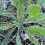 Plantago lagopus Blad