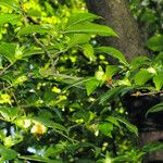 Stewartia monadelpha Frunză