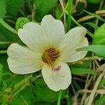 Barleria robertsoniae Цветок