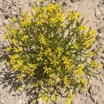 Gutierrezia spathulata Hábito