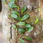 Bulbophyllum ngoyense Habit