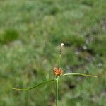 Carex lepidocarpa Kvet