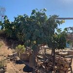 Hibiscus tiliaceus Feuille