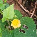Sida cordata Floare