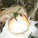 Stanhopea ecornuta Fruto