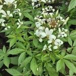 Cleome gynandra Habitus