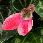 Cyclamen persicum autre