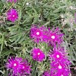 Delosperma cooperiΣυνήθη χαρακτηριστικά