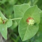 Euphorbia dulcis Otro