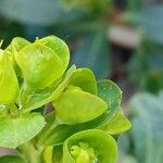 Euphorbia amygdaloides Fleur