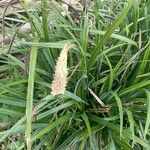 Carex pendula Fleur