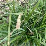 Carex pendula Blomma