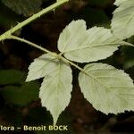 Rubus adscitus Övriga