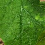 Solanum aethiopicum Leaf