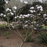 Rhododendron fulvum Hábito