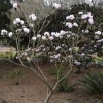 Rhododendron fulvum Habitus