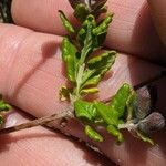 Teucrium divaricatum Feuille