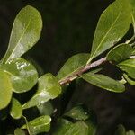 Sideroxylon obtusifolium Leaf