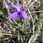 Viola calcarata Hábito