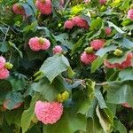 Dombeya wallichii Hábito