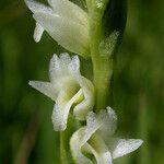 Spiranthes porrifolia Λουλούδι