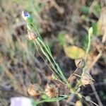 Linum bienne অন্যান্য