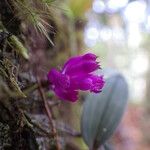 Dendrobium centrosepalum