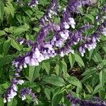 Salvia leucantha 花