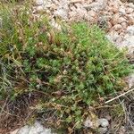 Saxifraga moschata Natur