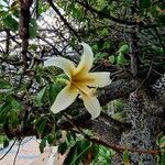 Ceiba insignis Λουλούδι