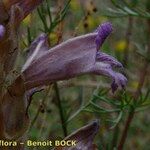 Phelipanche arenaria Fiore