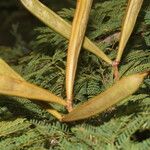 Calliandra rubescens Blad