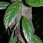 Philodendron jodavisianum Other