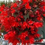 Begonia boliviensis Цвят