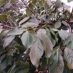 Prunus serrula Hoja