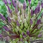 Allium nigrum Flor