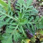 Knautia arvensis Leaf