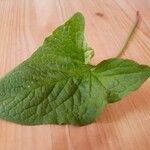 Chenopodium bonus-henricus Leaf