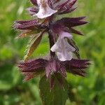 Stachys arvensis Virág