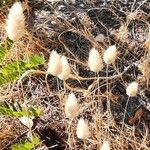 Lagurus ovatus Plante entière