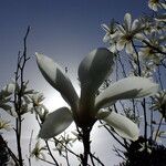 Magnolia sprengeri Blomma