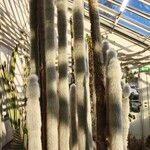 Cleistocactus strausii Habitus