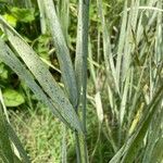 Elymus pungens Leaf