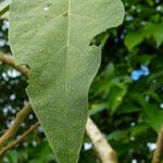 Solanum wrightii Leaf