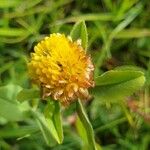 Trifolium badium Çiçek