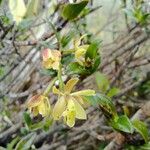 Epidendrum pittieri Flower