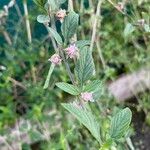 Lippia alba Blüte