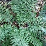 Dryopteris squamiseta Natur